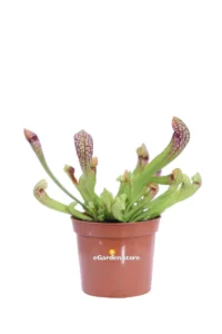 Sarracenia Scarlet Belle v8 egarden.store online
