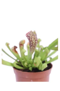Sarracenia Scarlet Belle v8 egarden.store online