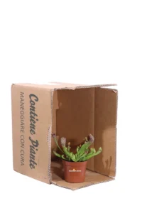 Sarracenia Scarlet Belle v8 egarden.store online