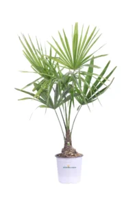 Trachycarpus Fortunei