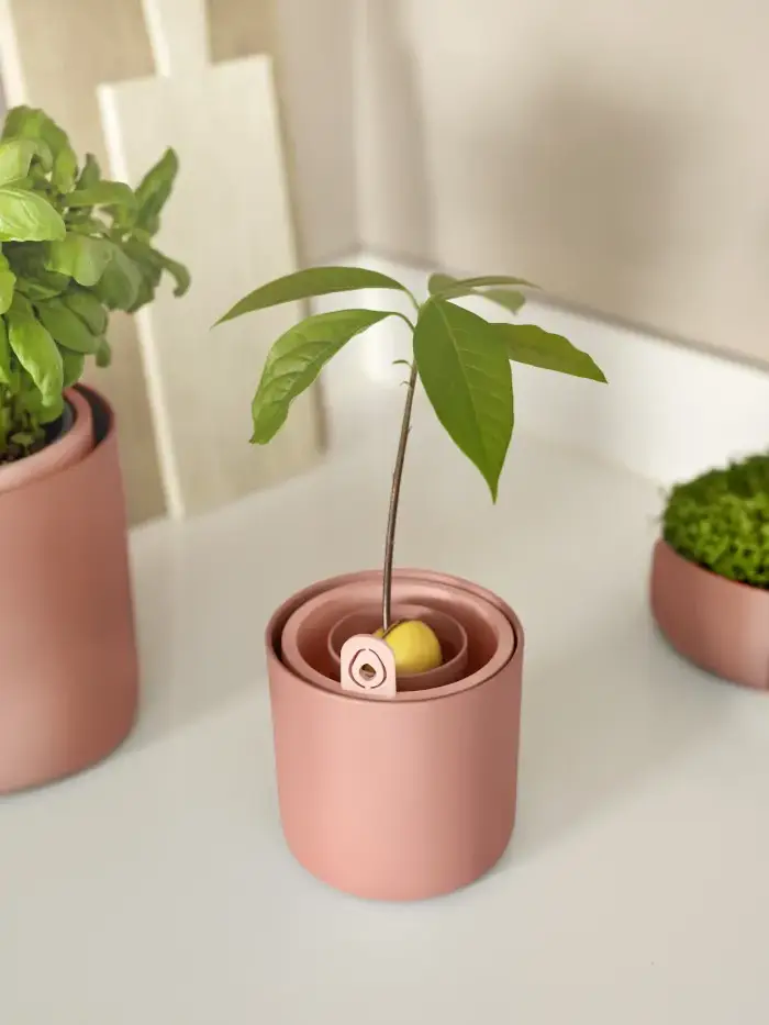 Amazing Avocado Pot Toffee v12 egarden.store online