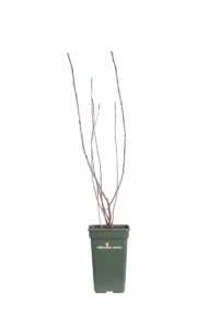 Aronia X Prunifolia Rubina v19 egarden.store online