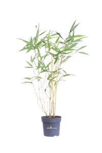 Bamboo Giallo Scanalato - Phyllostachys Aureosulcata v14 egarden.store online