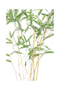 Bamboo Giallo Scanalato - Phyllostachys Aureosulcata v14 egarden.store online