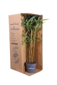 Bamboo Giallo Scanalato - Phyllostachys Aureosulcata v14 egarden.store online