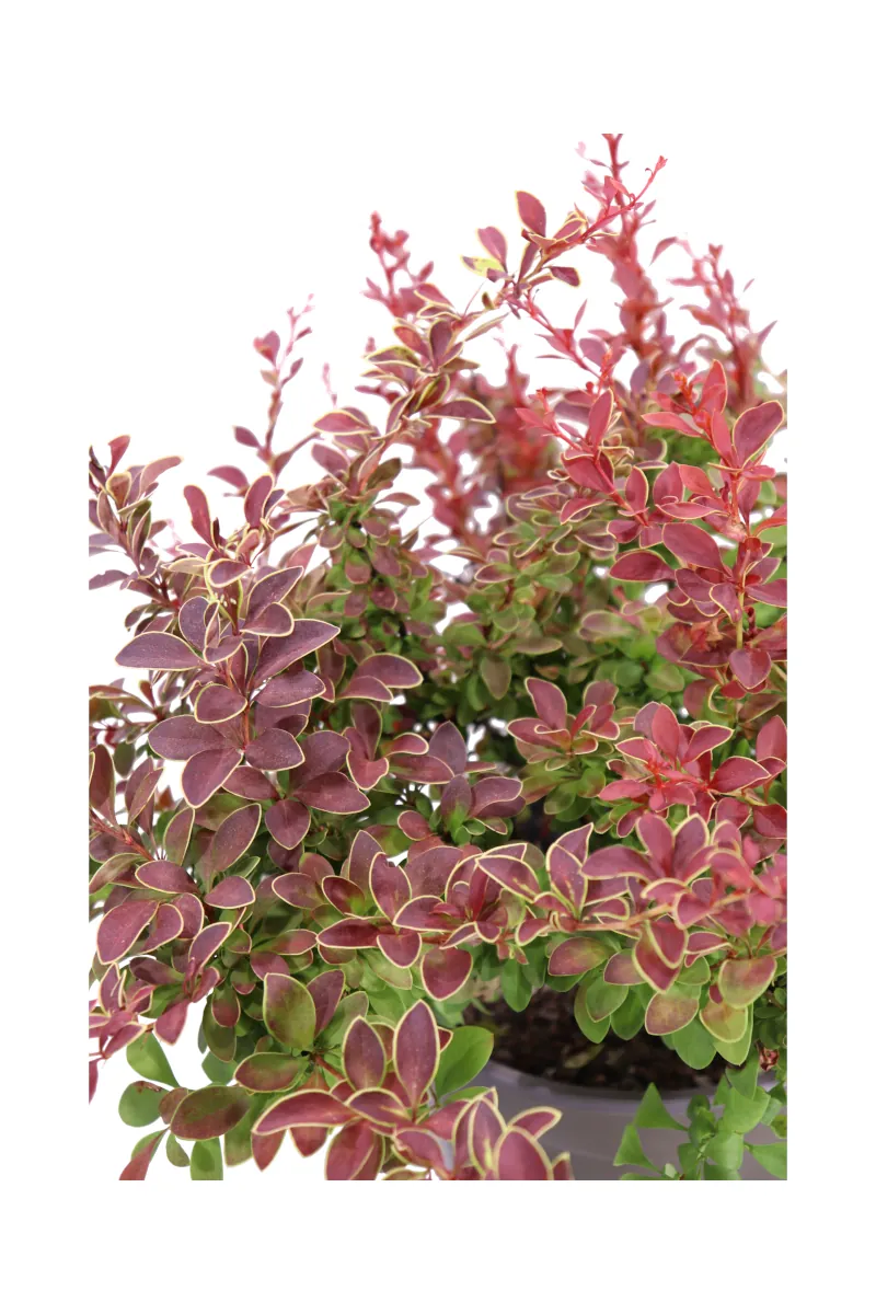 Berberis Thunbergii Atropurpurea Admiration v19 egarden.store online
