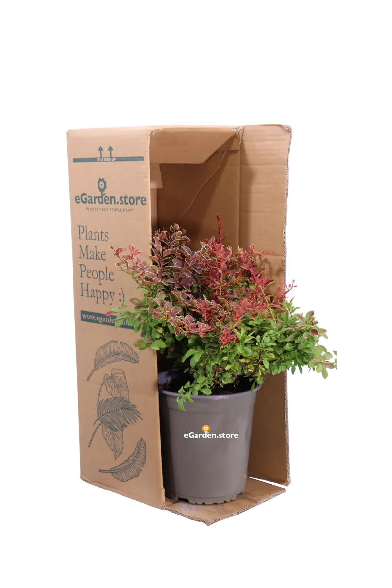 Berberis Thunbergii Atropurpurea Admiration v19 egarden.store online