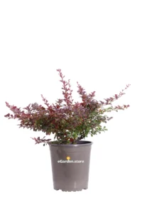 Berberis Thunbergii Atropurpurea Nana