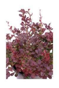 Berberis Thunbergii Atropurpurea Nana v19 egarden.store online