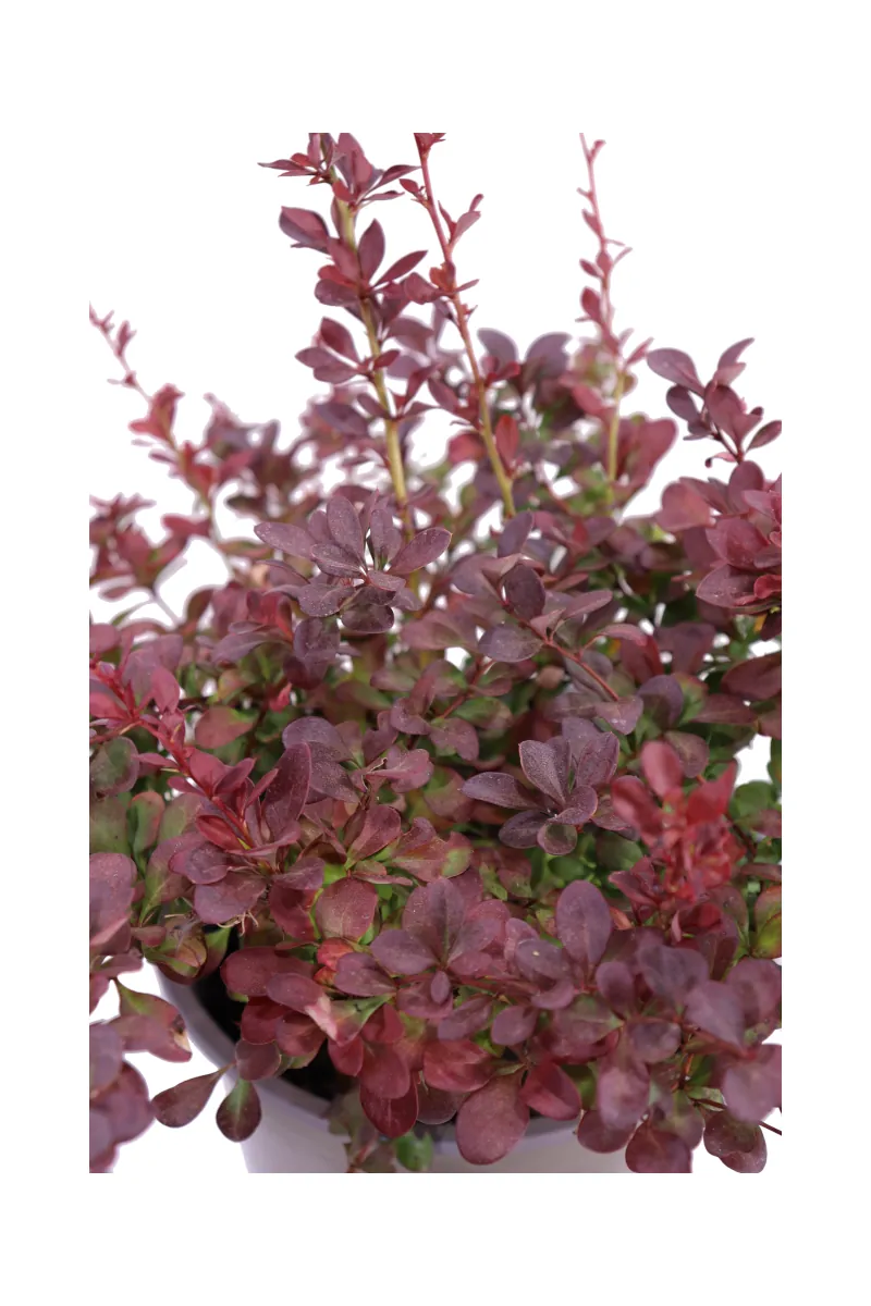 Berberis Thunbergii Atropurpurea Nana v19 egarden.store online