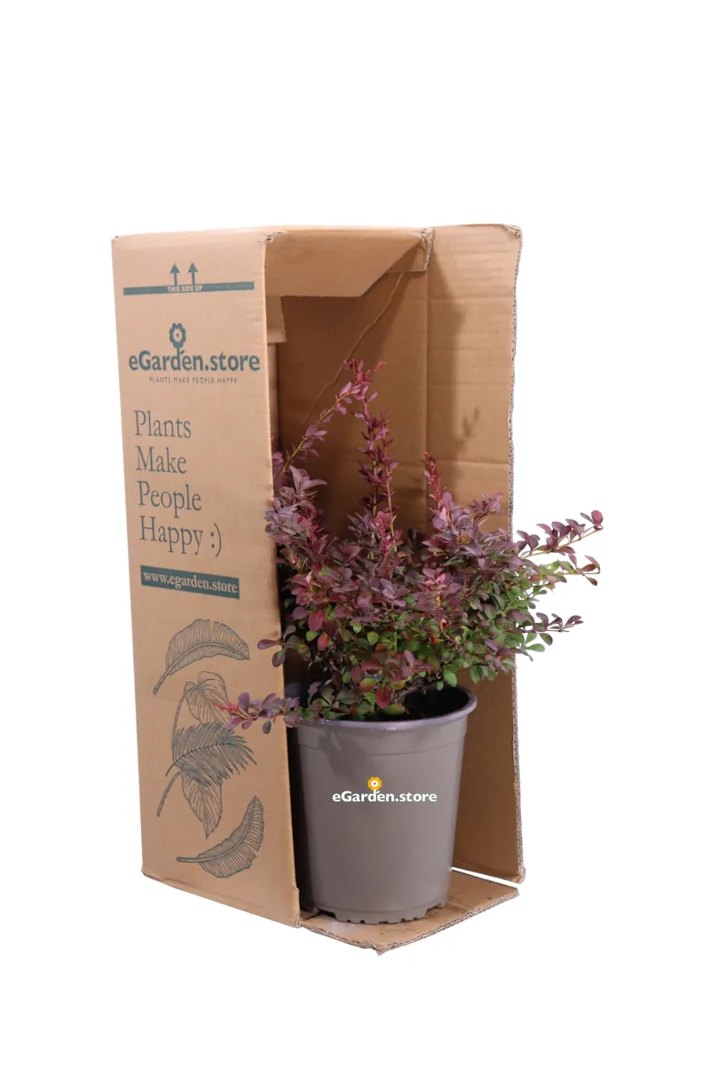 Berberis Thunbergii Atropurpurea Nana v19 egarden.store online