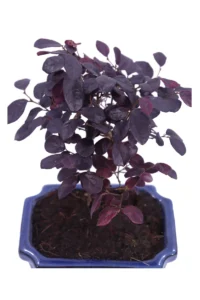 Bonsai Loropetalum v14 egarden.store online