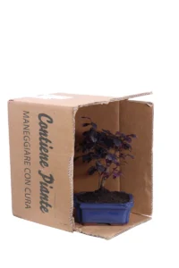 Bonsai Loropetalum v14 egarden.store online