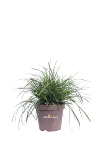 Carex Comans Frosted Curls v14 egarden.store online
