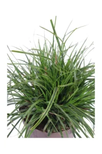 Carex Comans Frosted Curls