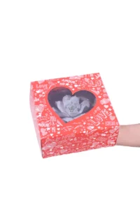 Composizione Echeveria egarden.store online