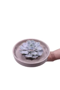 Composizione Echeveria egarden.store online