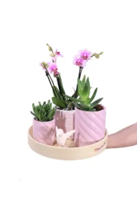 Composizione Orchidea-Succulente egarden.store 1_7 Composizione Orchidea-Succulente egarden.store online
