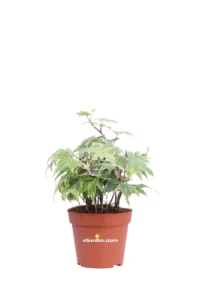 Edera - Hedera Helix Yellow Ripple v9 egarden.store online