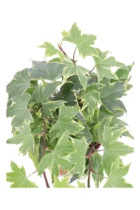 Edera - Hedera Helix Yellow Ripple v9 egarden.store online