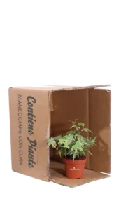 Edera - Hedera Helix Yellow Ripple v9 egarden.store online