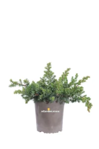 Ginepro - Juniperus Conferata Blue Pacific v19 egarden.store online