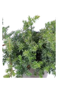 Ginepro - Juniperus Conferata Blue Pacific