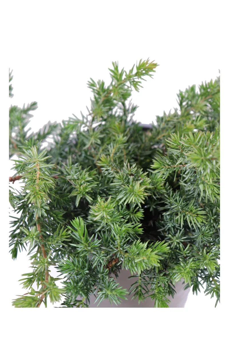 Ginepro - Juniperus Conferata Blue Pacific