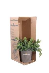 Ginepro - Juniperus Conferata Blue Pacific v19 egarden.store online