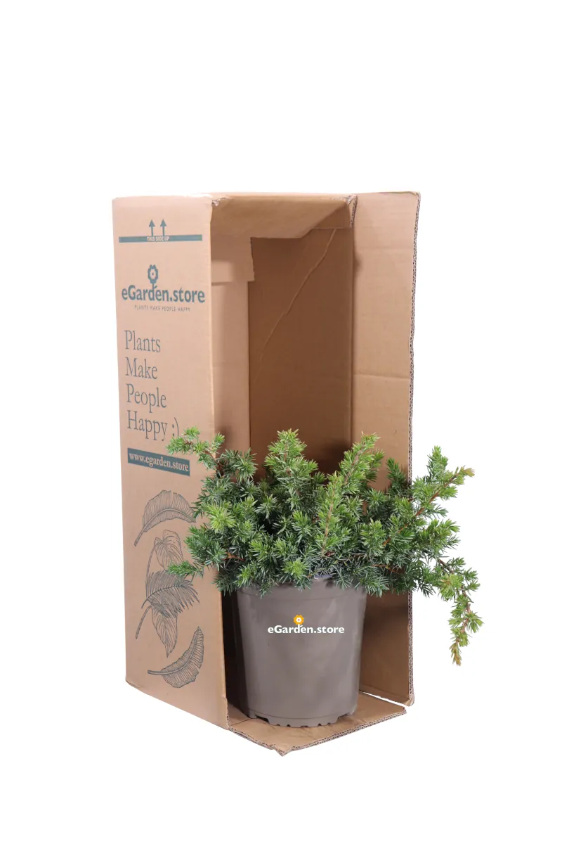 Ginepro - Juniperus Conferata Blue Pacific v19 egarden.store online