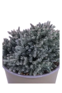 Ginepro - Juniperus Squamata Blue Star v19 egarden.store 2 Ginepro - Juniperus Squamata Blue Star v19 egarden.store online