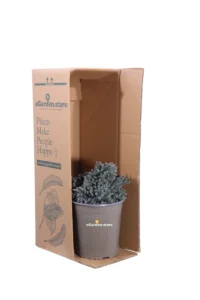 Ginepro - Juniperus Squamata Blue Star v19 egarden.store 3 Ginepro - Juniperus Squamata Blue Star v19 egarden.store online