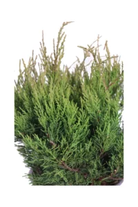 Ginepro - Juniperus X Pfitzeriana Old Gold v19 egarden.store 2 Ginepro - Juniperus X Pfitzeriana Old Gold