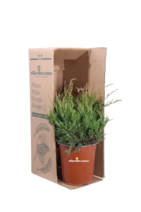Ginepro - Juniperus X Pfitzeriana Old Gold v19 egarden.store 3 Ginepro - Juniperus X Pfitzeriana Old Gold v19 egarden.store online