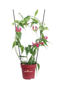 Gloriosa Superba Fucsia v20 egarden.store online