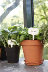 Green Basic Saucer Living Black egarden.store online