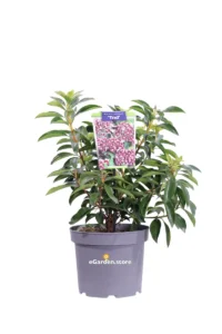 Kalmia Latifolia Rosso Tad v14 egarden.store onlne