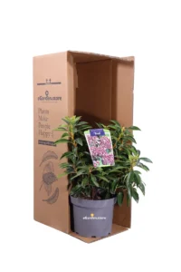 Kalmia Latifolia Rosso Tad v20 egarden.store online