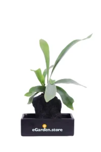 Lova Platycerium v22 egarden.store online