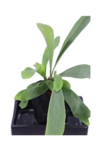 Lova Platycerium v22 egarden.store online