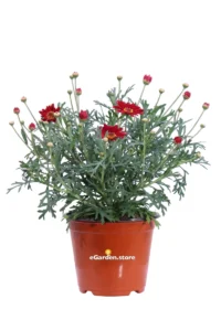 Margherita Delle Canarie - Argyranthemum Rosso v14 egarden.store online