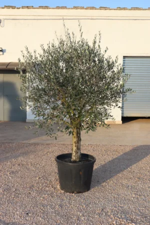 Olea Europaea - Ulivo Round eGarden.store online