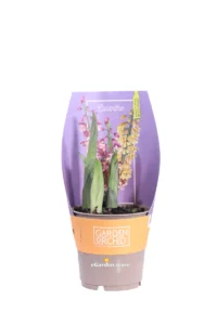 Orchidea Calanthe v12 egarden.store online