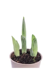 Orchidea Calanthe v12 egarden.store online