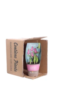 Orchidea Cypripedium