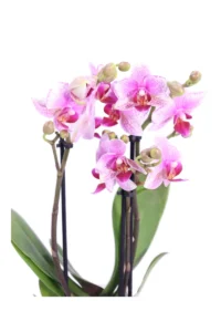Orchidea Fucsia Deco - Phalaenopsis v10 egarden.store online