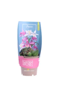 Orchidea Pleione v12 egarden.store online