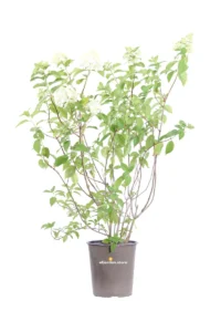 Ortensia - Hydrangea Paniculata Limelight v19 egarden.store online