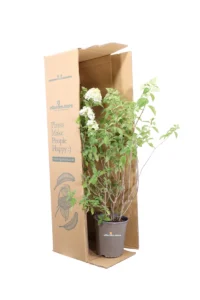 Ortensia - Hydrangea Paniculata Limelight