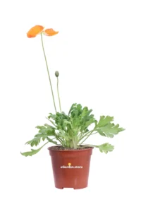 Papavero Comune Arancione v14 egarden.store online